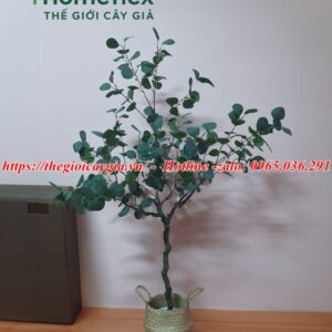Cây bạch đàn giả