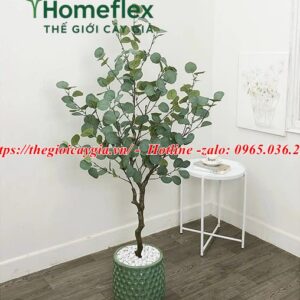 Cây bạch đàn giả