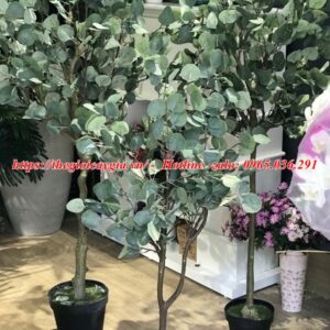 Cây bạch đàn giả