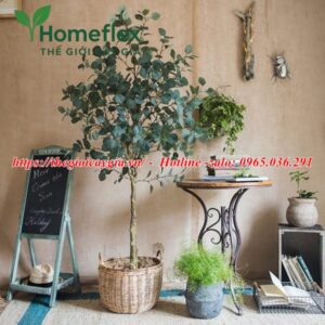 Cây bạch đàn giả