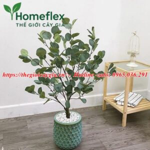 Cây bạch đàn giả