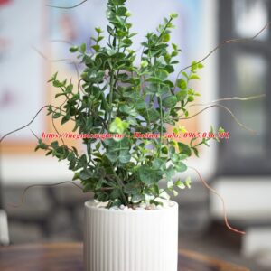 Cây bạch đàn giả