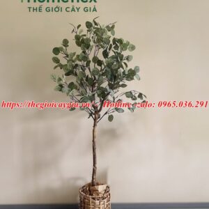 Cây bạch đàn giả