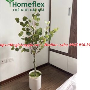 Cây bạch đàn giả