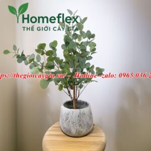Cây bạch đàn giả
