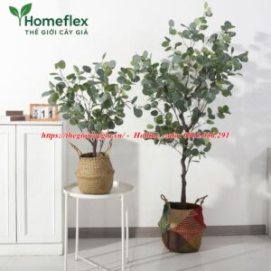 Cây bạch đàn giả