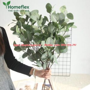 Cây bạch đàn giả