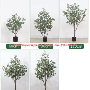 Cây bạch đàn giả