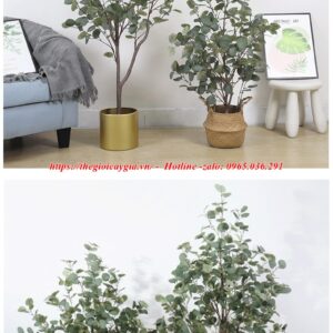Cây bạch đàn giả