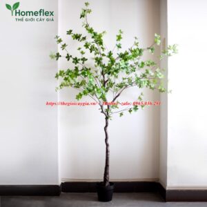 Cây bàng Đài Loan giả