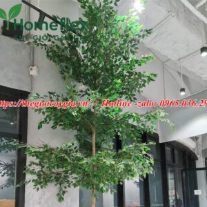 Cây bàng Đài Loan giả