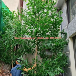 Cây bàng Đài Loan giả