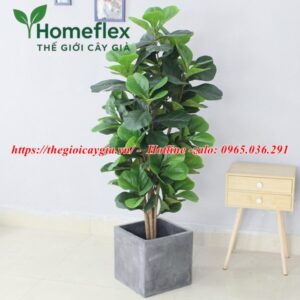 Cây bàng non giả