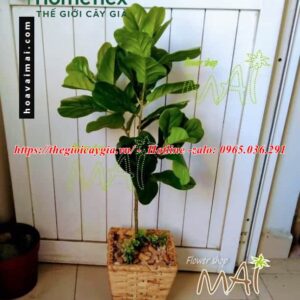 Cây bàng non giả