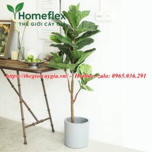 Cây bàng Singapore giả