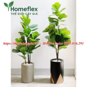 Cây bàng Singapore giả