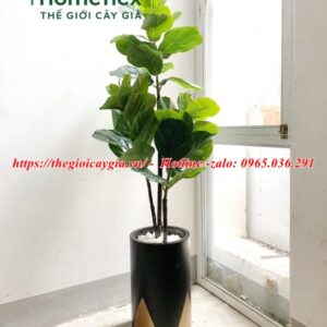 Cây bàng Singapore giả