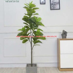 Cây bàng Singapore giả