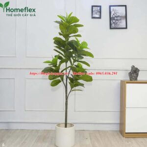 Cây bàng Singapore giả