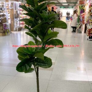 Cây bàng Singapore giả