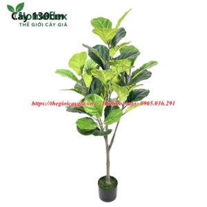 Cây bàng Singapore giả