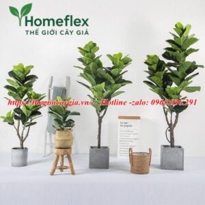 Cây bàng Singapore giả