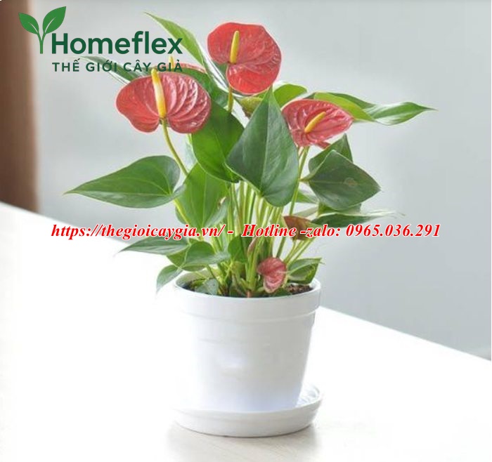 Chậu cây giả để bàn (cỡ nhỏ, mini) bàn làm việc, văn phòng