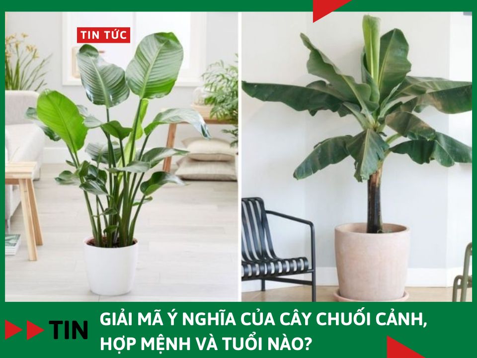 Ý nghĩa của cây chuối cảnh