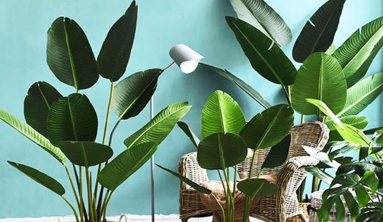 Cây chuối cảnh hợp mệnh và tuổi nào?