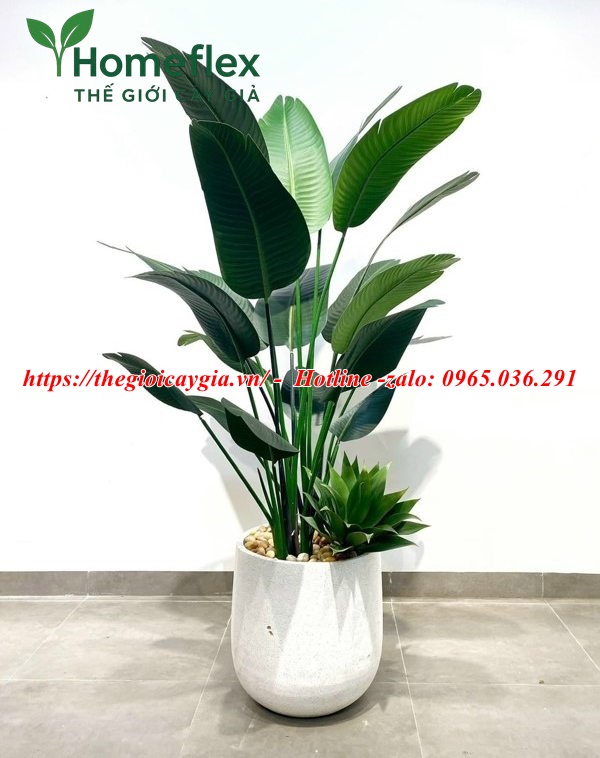 Cây chuối cảnh giả