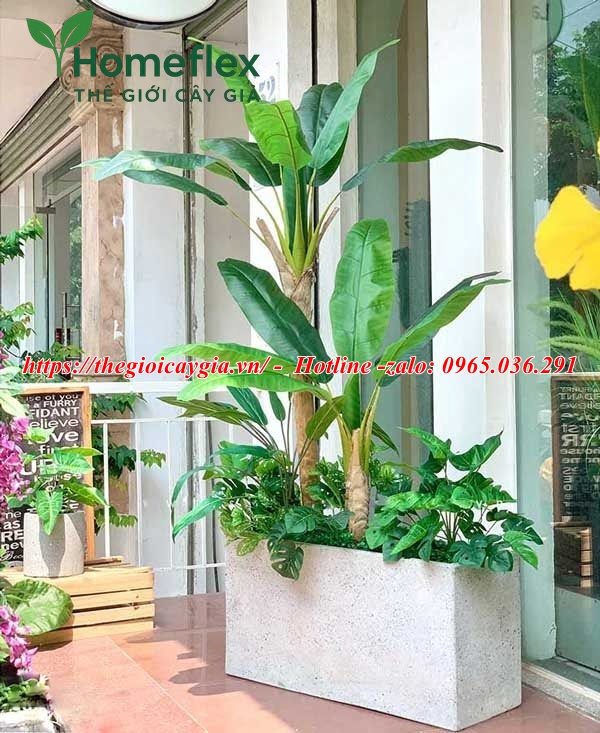 Cây chuối cảnh giả