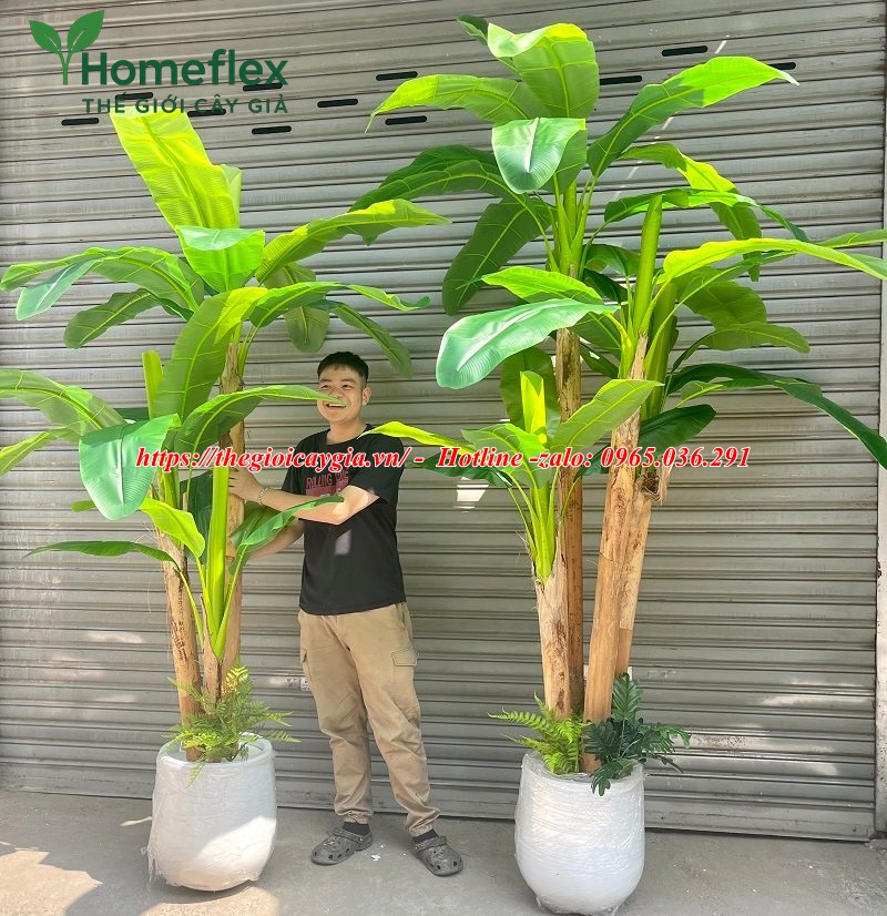 Cây chuối cảnh giả