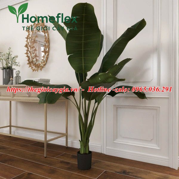 Cây chuối cảnh giả