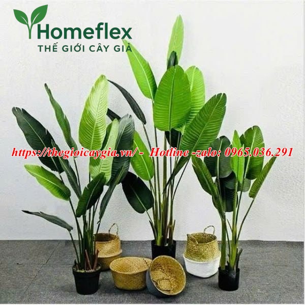 Cây chuối cảnh giả