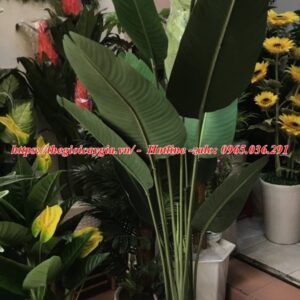 Cây chuối giả Châu Phi
