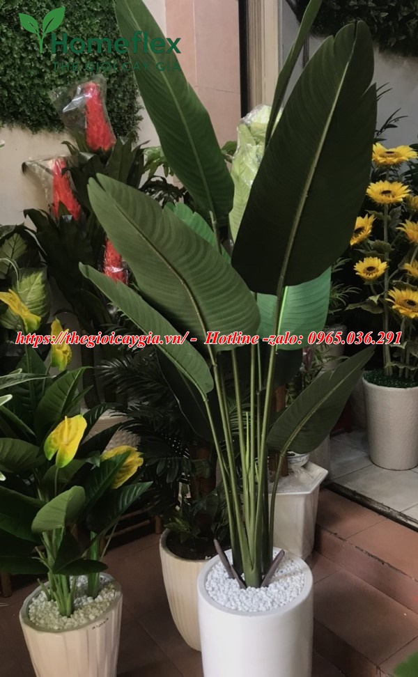 Cây chuối giả Châu Phi