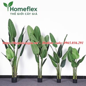 Cây chuối giả Châu Phi