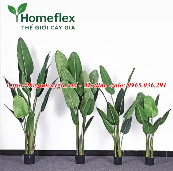 Cây chuối giả Châu Phi