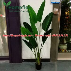 Cây chuối giả Châu Phi