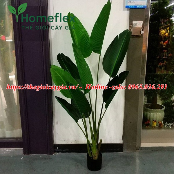 Cây chuối giả Châu Phi