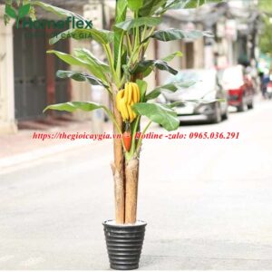 Cây Chuối Giả Có Buồng