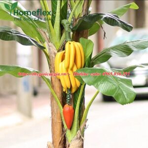 Cây Chuối Giả Có Buồng