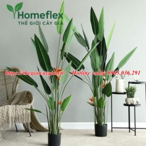 Cây chuối mỏ két giả