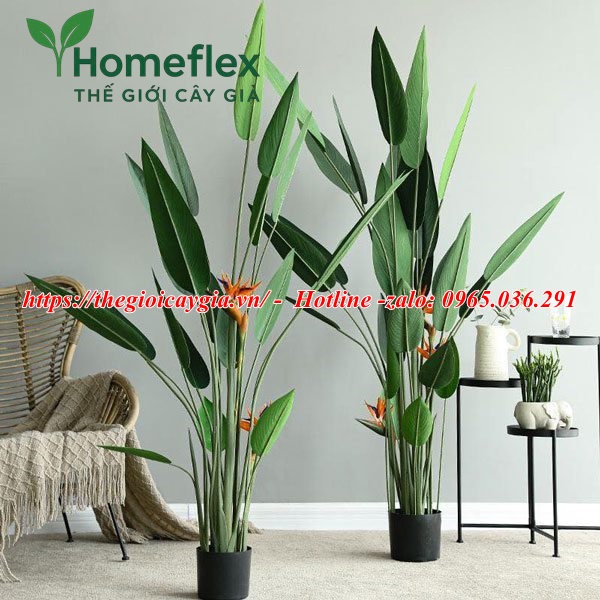 Cây chuối mỏ két giả