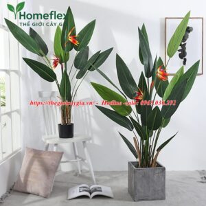 Cây chuối mỏ két giả
