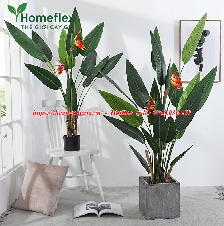 Cây chuối mỏ két giả