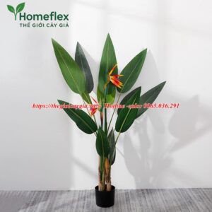 Cây chuối mỏ két giả