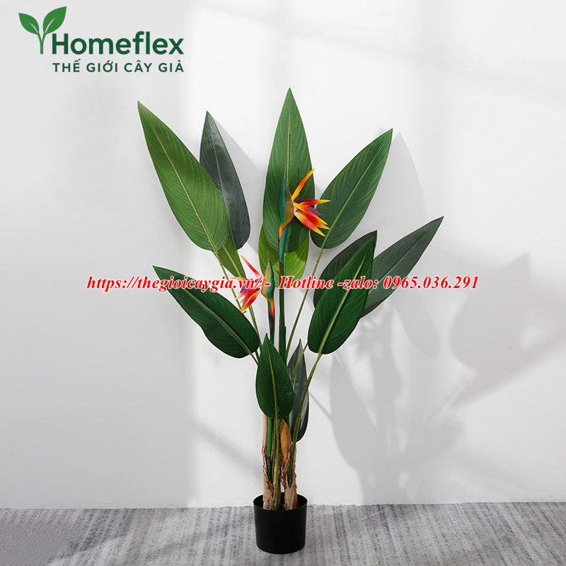 Cây chuối mỏ két giả