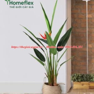 Cây chuối mỏ két giả