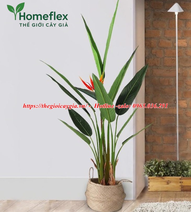 Cây chuối mỏ két giả